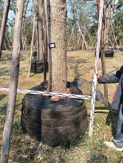 ต้นตะเบเหลือง 12 นิ้ว