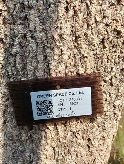 ต้นตะเบเหลือง 12 นิ้ว