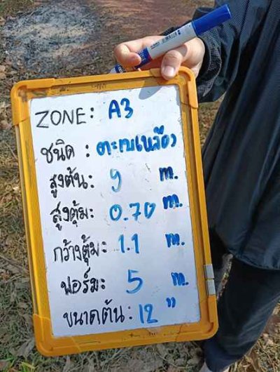 ต้นตะเบเหลือง 12 นิ้ว