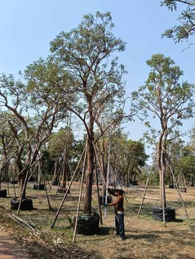 ต้นตะเบเหลือง 12 นิ้ว