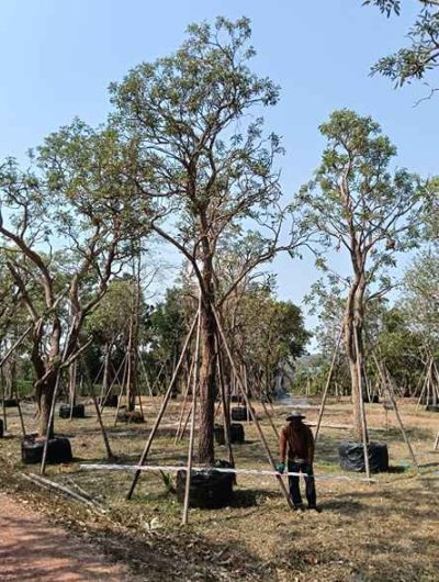 ต้นตะเบเหลือง 12 นิ้ว