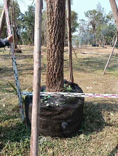 ต้นตะเบเหลือง 12 นิ้ว