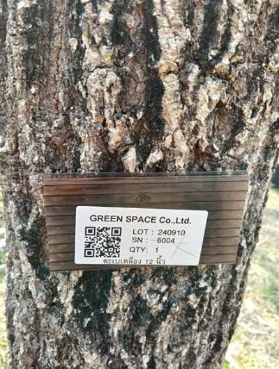 ต้นตะเบเหลือง 12 นิ้ว