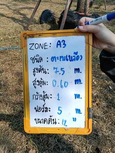 ต้นตะเบเหลือง 12 นิ้ว