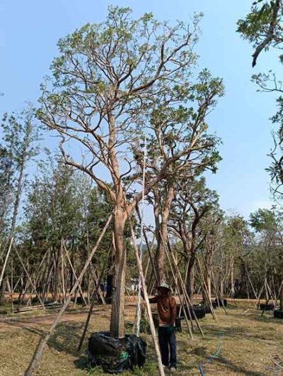 ต้นตะเบเหลือง 12 นิ้ว