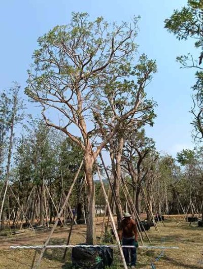 ต้นตะเบเหลือง 12 นิ้ว