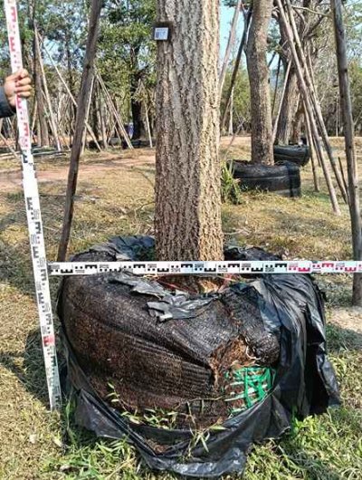 ต้นตะเบเหลือง 12 นิ้ว