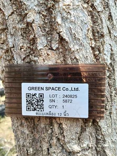 ต้นตะเบเหลือง 12 นิ้ว