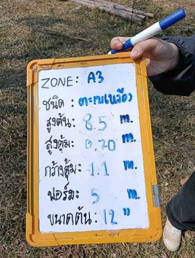 ต้นตะเบเหลือง 12 นิ้ว