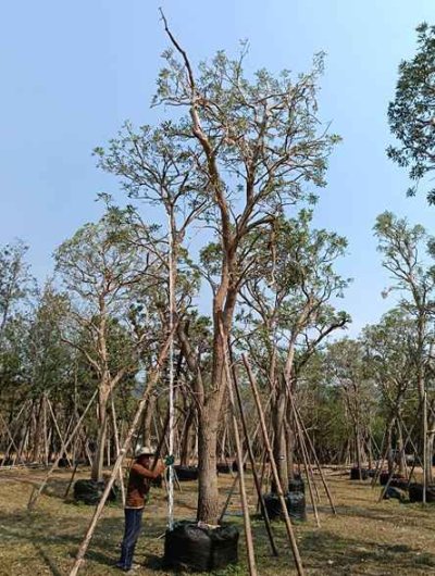 ต้นตะเบเหลือง 11 นิ้ว