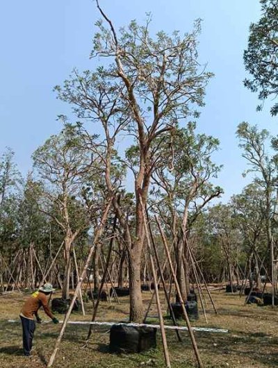 ต้นตะเบเหลือง 11 นิ้ว