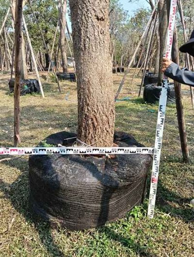 ต้นตะเบเหลือง 11 นิ้ว