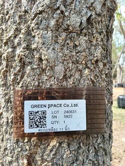 ต้นตะเบเหลือง 11 นิ้ว