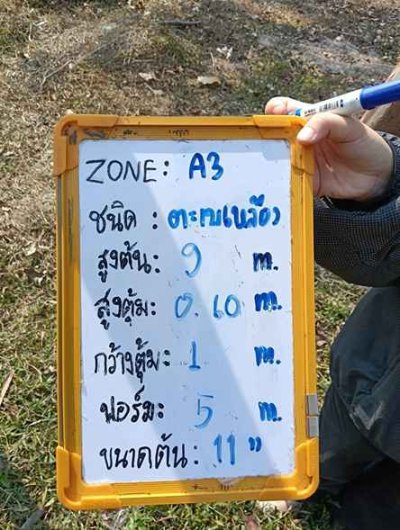 ต้นตะเบเหลือง 11 นิ้ว