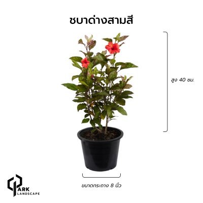 ต้นซบาด่างสามสี สูง 40 เซน