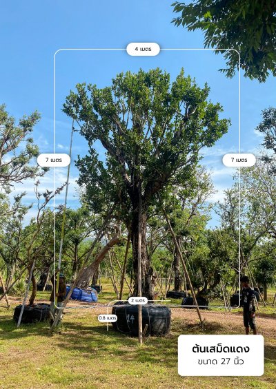 ต้นหว้า