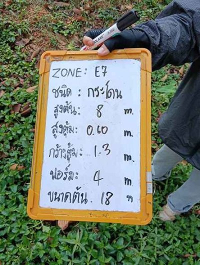 ต้นกระโดน