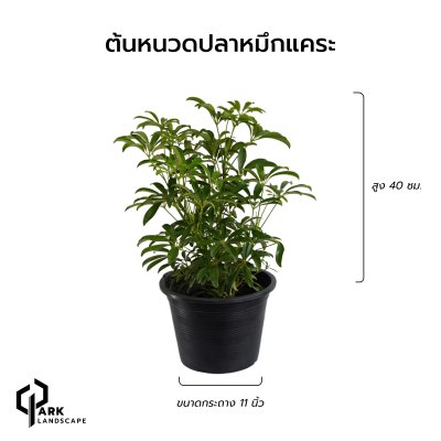 ต้นหนวดปลาหมึกแคระ สูง 40 เซน.