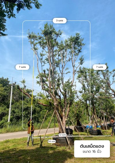 ต้นเสม็ดแดง