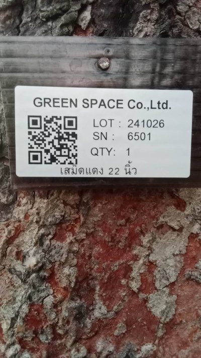 ต้นเสม็ดแดง