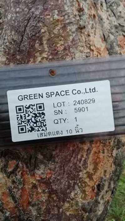 ต้นเสม็ดแดง