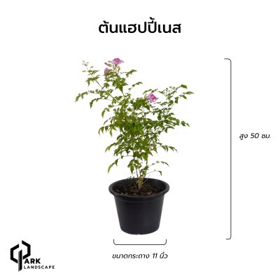 ต้นแฮปปี้เนส สูง 50 เซน