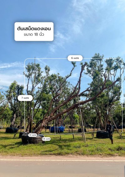 ต้นเสม็ดแดงเอน