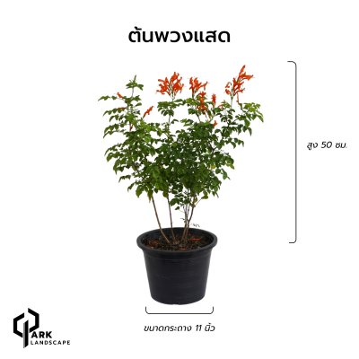 ต้นพวงแสด สูง 50 เซน