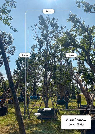 ต้นเสม็ดแดง