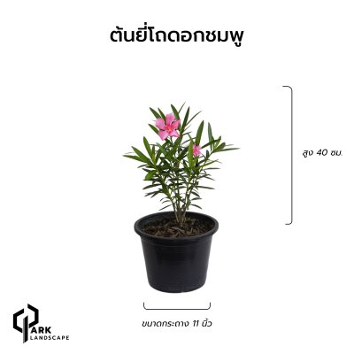 ต้นยี่โกแคระดอกซมพู สูง 40 เซน.