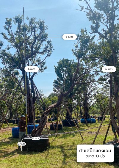 ต้นเสม็ดแดงเอน