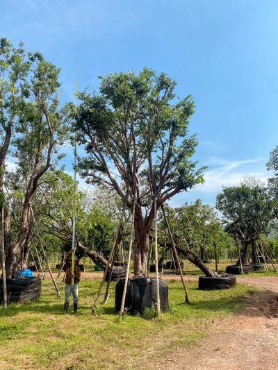 ต้นเสม็ดแดง