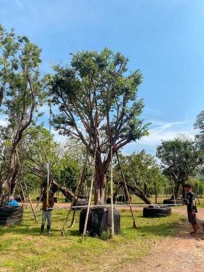 ต้นเสม็ดแดง