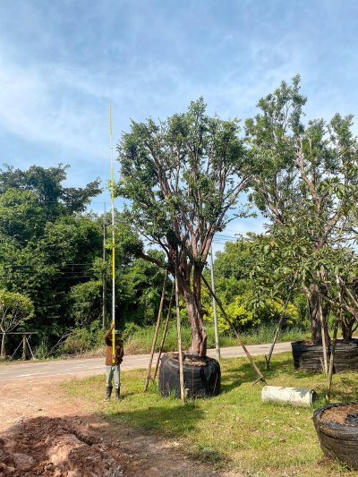 ต้นเสม็ดแดง