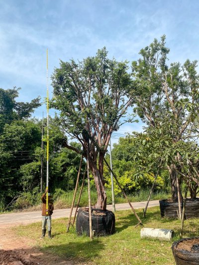 ต้นเสม็ดแดง