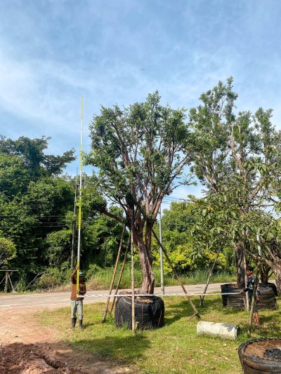 ต้นเสม็ดแดง