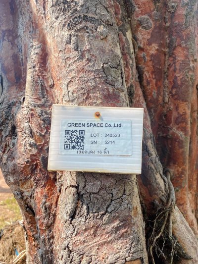 ต้นเสม็ดแดง