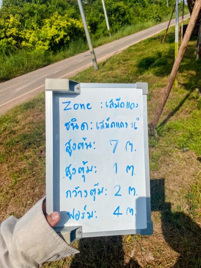 ต้นเสม็ดแดง