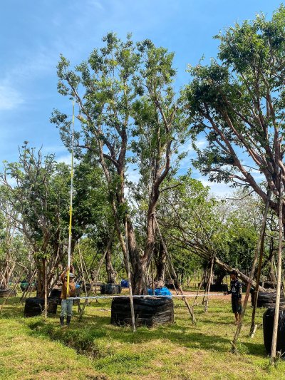 ต้นเสม็ดแดง