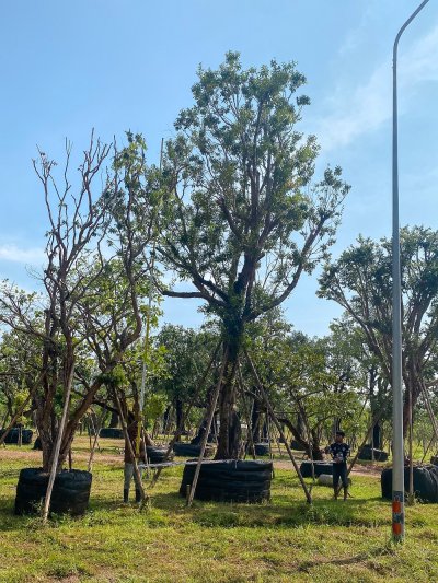 ต้นเสม็ดแดง