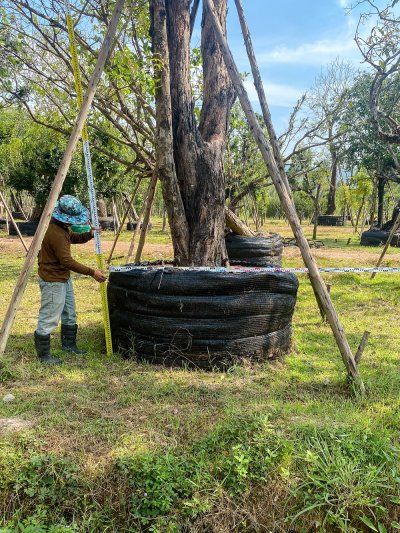 ต้นเสม็ดแดง