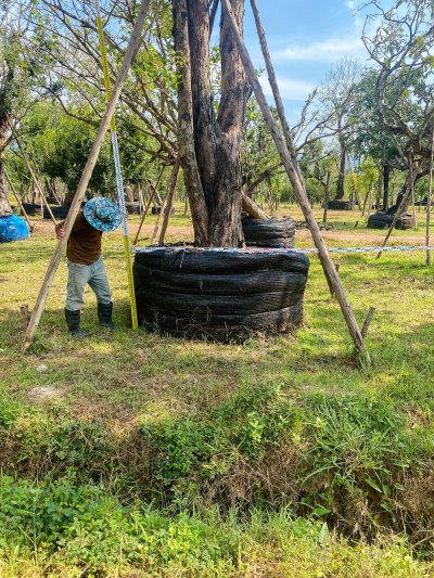 ต้นเสม็ดแดง