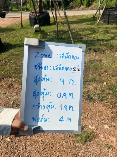 ต้นเสม็ดแดง