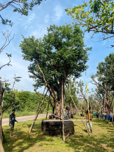 ต้นเสม็ดแดง