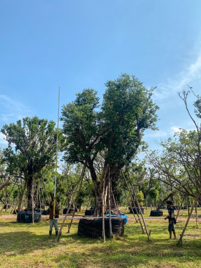 ต้นเสม็ดแดง