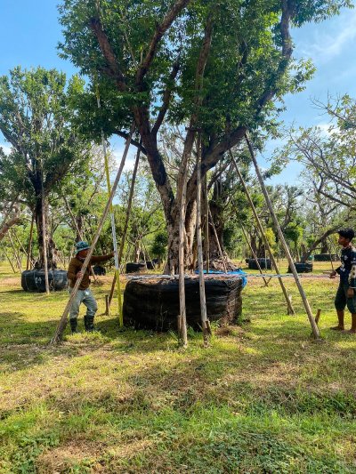 ต้นเสม็ดแดง