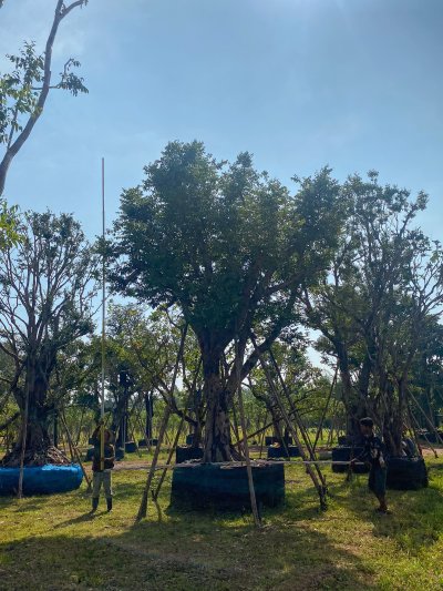 ต้นเสม็ดแดง