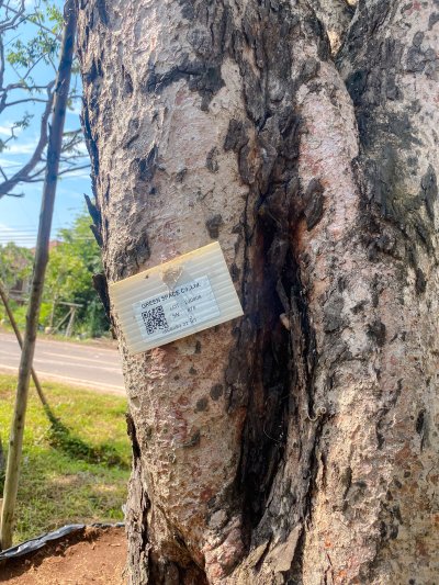 ต้นเสม็ดแดง