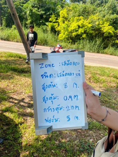 ต้นเสม็ดแดง