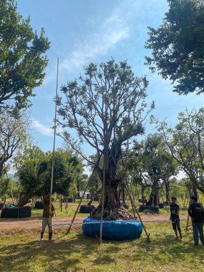 ต้นเสม็ดแดง